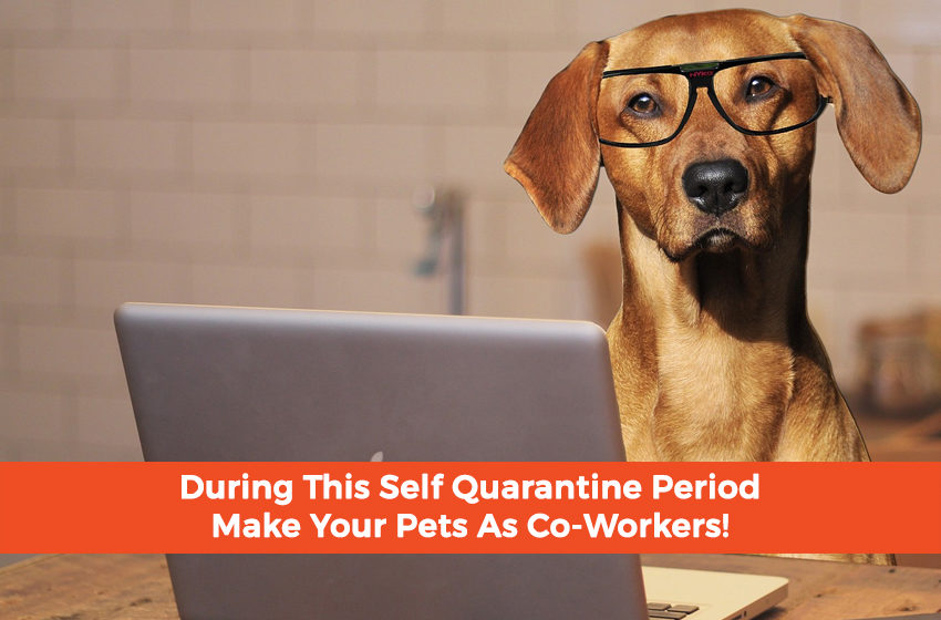  During This Self Quarantine Period Make Pets As Your Co-Workers!
