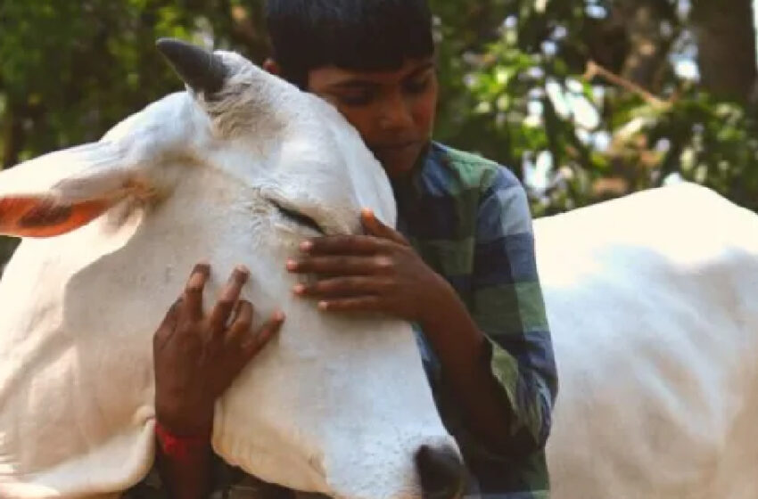  Indian Govt Calls For Celebrating Feb 14 As ‘Cow Hug Day’