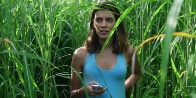 In the Tall Grass